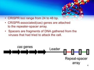 • Spacers are fragments of DNA gathered from the
viruses that had tried to attack the cell.
• CRISPR loci range from 24 to 48 bp.
• CRISPR-associated(cas) genes are attached
to the repeater-spacer array.
4
 