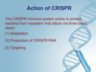 Action of CRISPR
The CRISPR immune system works to protect
bacteria from repeated viral attack via three basic
steps:
(1) Adaptation
(2) Production of CRISPR RNA
(3) Targeting
5
 