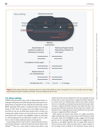 82 K. Musunuru
2.2. Base editing
CRISPR–Cas9 lends itself to other modes of editing besides standard nu­
clease gene editing because the DNA cleavage activity and the genomic tar­
geting activity are separated into two molecules, the Cas9 protein, and the
gRNA, respectively. With partial or complete elimination of the cleavage
activity of Cas9—either by mutating one of the catalytic domains such
that Cas9 can only nick one DNA strand (nickase Cas9, or nCas9) or by
mutating both catalytic domains such that Cas9 cannot cut either DNA
strand (dead Cas9, or dCas9)—the Cas9/gRNA complex can still localize
to a desired target genomic site, allowing the complex to serve as a plat­
form on which to tether additional enzymes at the target site.
In base editing, nCas9 is fused to either a cytidine deaminase domain
(cytosine base editing) or an adenosine deaminase domain (adenine base
editing).19,20
There are a wide variety of cytosine base editors, using
cytidine deaminase domains adapted from the many naturally occurring
proteins that act upon cytosine bases in single-strand DNA molecules.6
In contrast, there are relatively fewer adenine base editors; because
there are no naturally occurring deaminase proteins that act upon aden­
ine bases in single-strand DNA molecules, these editors all rely on the
same group of adenosine deaminase domains that were evolved in the
laboratory from a single deaminase protein (TadA) that acts upon aden­
ine bases in single-strand RNA molecules.20
Both cytosine and adenine base editors can catalyse site-specific,
single-nucleotide edits, and as such their action is often likened to a pencil
and eraser. When the nCas9/gRNA complex engages with the target
genomic site, the non-target DNA strand assumes a single-strand con­
formation as the gRNA hybridizes with the target DNA strand (an
R-loop structure), which makes any bases within a certain window on
the non-target strand accessible to the deaminase domain fused to
Figure 2 Base editing. Tethering of a deaminase domain to nickase Cas9 (nCas9) can result in site-specific C-to-T or A-to-G edits on the non-target
strand without the need for double-strand breaks. The arrow indicates the site of a nick.
Downloaded
from
https://academic.oup.com/cardiovascres/article/119/1/79/6564520
by
guest
on
19
March
2023
 
