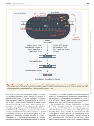 CRISPR and cardiovascular diseases 83
nCas9 (Figure 2). Cytosine base editors convert cytidine (C) to uridine
(U), and adenine base editors convert adenosine (A) to inosine (I).
Being non-standard in DNA, U is normally restored to C by the action
of the repair enzyme uracil-DNA glycosylase; fusion of yet another do­
main to nCas9, a protein inhibitor of uracil-DNA glycosylase, prevents
this restoration. (Although I is non-standard as well, restoration to A is
slow, and there is no need to block an endogenous repair pathway for
adenine base editing.) The nickase activity of nCas9 is directed to the tar­
get DNA strand only, which instigates a nick repair process that removes
a patch of nucleotides from that strand. Those nucleotides are replaced
via polymerase action that uses the complementary bases on the non-
target strand as the template, inserting an A opposite any U (which is
treated like a T), or a C opposite any I (which is treated like a guanosine,
or G). After the base editor has moved away from the site and nick repair
is complete, any U or I in the non-target strand is eventually replaced
with T or G via base excision and replacement by complementarity to
the opposing A or C on the target strand—completing the C–G to T–
A, or A–T to G–C, base pair change. (In unusual circumstances, a C–G
base pair can be edited to G–C by a cytosine base editor.21
)
Base editors are limited in the types of edits they can make (largely
C→T and A→G transition mutations) and the locations in which they
can make the edits (within the specific window on the non-target strand
dictated by the choice of base editor/deaminase and the positioning of
the PAM). There is also the possibility of undesirable bystander edits,
i.e. editing of bases other than the target base within the editing window.
Nonetheless, if the desired edit—whether a nonsense mutation or
splice site mutation to knock out a gene, or the correction of a disease-
causing mutation—is amenable to the action of a base editor, the editing
Figure 3 Prime editing. Tethering of an RT domain to nickase Cas9 (nCas9) and addition of a 3′
extension to the guide RNA to add a primer-binding
sequence (PBS) and RTT allows for RT to generate a variant-bearing DNA flap attached to the nicked non-target strand, which can ultimately replace the
corresponding portion of the original sequence. The arrow indicates the site of a nick.
Downloaded
from
https://academic.oup.com/cardiovascres/article/119/1/79/6564520
by
guest
on
19
March
2023
 