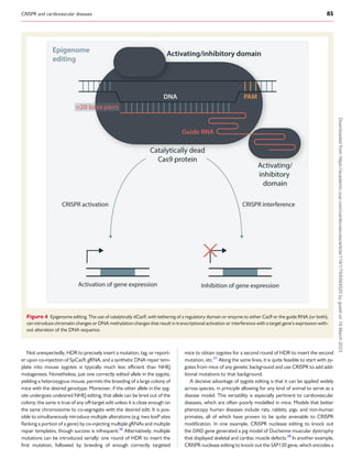CRISPR and cardiovascular diseases 85
Not unexpectedly, HDR to precisely insert a mutation, tag, or report­
er upon co-injection of SpCas9, gRNA, and a synthetic DNA repair tem­
plate into mouse zygotes is typically much less efficient than NHEJ
mutagenesis. Nonetheless, just one correctly edited allele in the zygote,
yielding a heterozygous mouse, permits the breeding of a large colony of
mice with the desired genotype. Moreover, if the other allele in the zyg­
ote undergoes undesired NHEJ editing, that allele can be bred out of the
colony; the same is true of any off-target edit unless it is close enough on
the same chromosome to co-segregate with the desired edit. It is pos­
sible to simultaneously introduce multiple alterations (e.g. two loxP sites
flanking a portion of a gene) by co-injecting multiple gRNAs and multiple
repair templates, though success is infrequent.36
Alternatively, multiple
mutations can be introduced serially: one round of HDR to insert the
first mutation, followed by breeding of enough correctly targeted
mice to obtain zygotes for a second round of HDR to insert the second
mutation, etc.37
Along the same lines, it is quite feasible to start with zy­
gotes from mice of any genetic background and use CRISPR to add add­
itional mutations to that background.
A decisive advantage of zygote editing is that it can be applied widely
across species, in principle allowing for any kind of animal to serve as a
disease model. This versatility is especially pertinent to cardiovascular
diseases, which are often poorly modelled in mice. Models that better
phenocopy human diseases include rats, rabbits, pigs, and non-human
primates, all of which have proven to be quite amenable to CRISPR
modification. In one example, CRISPR nuclease editing to knock out
the DMD gene generated a pig model of Duchenne muscular dystrophy
that displayed skeletal and cardiac muscle defects.38
In another example,
CRISPR nuclease editing to knock out the SAP130 gene, which encodes a
Figure 4 Epigenome editing. The use of catalytically dCas9, with tethering of a regulatory domain or enzyme to either Cas9 or the guide RNA (or both),
can introduce chromatin changes or DNA methylation changes that result in transcriptional activation or interference with a target gene’s expression with­
out alteration of the DNA sequence.
Downloaded
from
https://academic.oup.com/cardiovascres/article/119/1/79/6564520
by
guest
on
19
March
2023
 