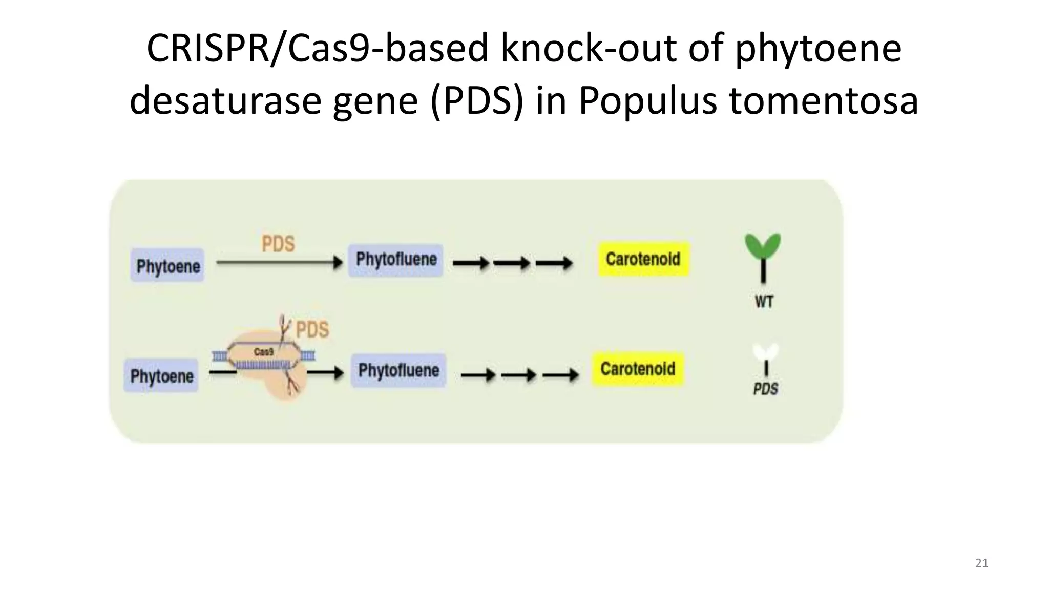 Crispr cas: A new tool of genome editing | PPTX