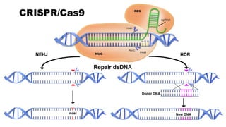 Crispr cas: A new tool of genome editing | PPTX