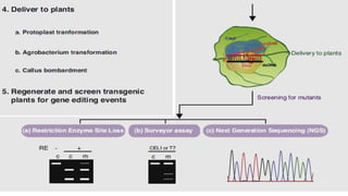 Crispr cas: A new tool of genome editing | PPTX