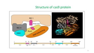 15
Structure of cas9 protein
 