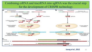 Combining crRNA and tracrRNA into sgRNA was the crucial step
for the development of CRISPR technology
22Joung et al., 2012
 