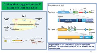 Cpf1 makes staggered cut at 5’
distal end from the PAM
30
Organization of two CRISPR loci found in Francisella
novicida .T...