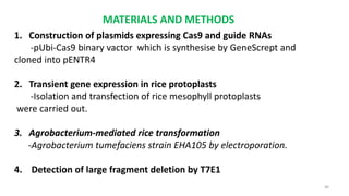 MATERIALS AND METHODS
1. Construction of plasmids expressing Cas9 and guide RNAs
-pUbi-Cas9 binary vactor which is synthes...
