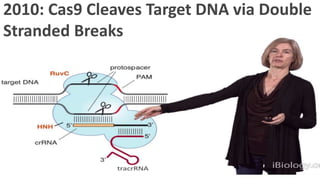  crRNA: CRISPR RNA
 tracrRNA: trans-activating
CRISPR RNA
 PAM: Protospacer Adjacent
Motifs NGG in S.pyogenes
 sgRNA:...