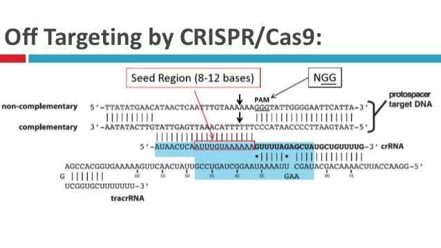 Crispr Cas9