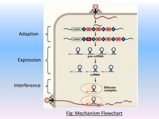 Adaption
Expression
Interference
Fig: Mechanism Flowchart
 