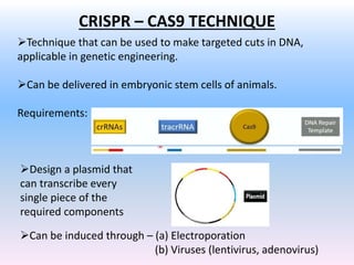 CRISPR – CAS9 TECHNIQUE
Technique that can be used to make targeted cuts in DNA,
applicable in genetic engineering.
Can be delivered in embryonic stem cells of animals.
Requirements:
Design a plasmid that
can transcribe every
single piece of the
required components
Can be induced through – (a) Electroporation
(b) Viruses (lentivirus, adenovirus)
 