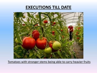 EXECUTIONS TILL DATE
Tomatoes with stronger stems being able to carry heavier fruits
 