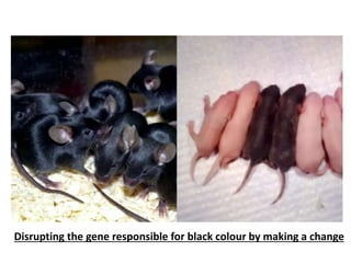 Disrupting the gene responsible for black colour by making a change
 