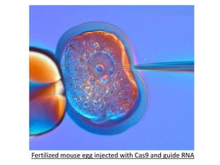 Fertilized mouse egg injected with Cas9 and guide RNA
 