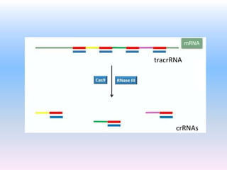 tracrRNA
crRNAs
 