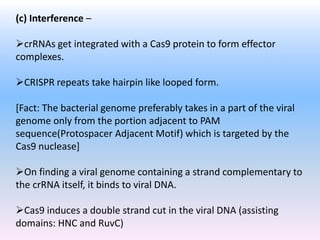 (c) Interference –
crRNAs get integrated with a Cas9 protein to form effector
complexes.
CRISPR repeats take hairpin like looped form.
[Fact: The bacterial genome preferably takes in a part of the viral
genome only from the portion adjacent to PAM
sequence(Protospacer Adjacent Motif) which is targeted by the
Cas9 nuclease]
On finding a viral genome containing a strand complementary to
the crRNA itself, it binds to viral DNA.
Cas9 induces a double strand cut in the viral DNA (assisting
domains: HNC and RuvC)
 