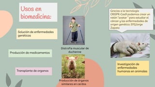 Usos en
biomedicina:
Solución de enfermedades
genéticas
Transplante de organos
Distroﬁa muscular de
duchenne
Gracias a la tecnología
CRISPR-Cas9 podemos crear un
ratón “avatar ” para estudiar el
cáncer y las enfermedades de
origen genético. EFE/Jorge
Zapata
Producción de órganos
similares en cerdos
Producción de medicamentos
Investigación de
enfermedades
humanas en animales
 