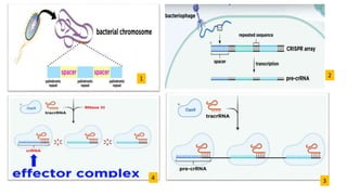 CRISPR CAS9.pptx