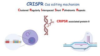 CRISPR Cas editing mechanism
Clustered Regularly Interspaced Short Palindromic Repeats
CRIPSR associated protein 9
 