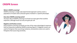 CRISPR Screen
What is CRISPR screening?
CRISPR screening is a large-scale experimental approach used to screen a
population of mutant cells to discover genes involved in a specific phenotype.
How does CRISPR screening works?
The basic idea of CRISPR screening is to knock out every gene that could be
important, although knock out only one gene per cell
Negative and Positive screens
Drug resistance and drug sensitivity are two of the major physiological responses
that are frequently studied by CRISPR screening (Figure 1). Negative screens are
used to find genes that cause drug resistance, and positive screens are used to
find genes that cause drug sensitivity.
 