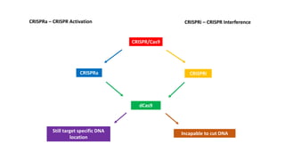 CRISPRa – CRISPR Activation CRISPRi – CRISPR Interference
CRISPR/Cas9
CRISPRa CRISPRi
dCas9
Still target specific DNA
location
Incapable to cut DNA
 