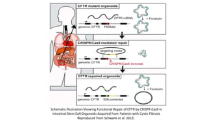 Schematic Illustration Showing Functional Repair of CFTR by CRISPR-Cas9 in
Intestinal Stem Cell Organoids Acquired from Patients with Cystic Fibrosis
Reproduced from Schwank et al. 2013.
 