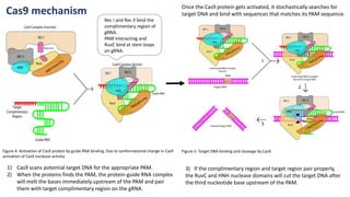 Figure 4: Activation of Cas9 protein by guide RNA binding. Due to conformational change in Cas9
activation of Cas9 nuclease activity.
Figure 5: Target DNA binding and cleavage by Cas9.
Once the Cas9 protein gets activated, it stochastically searches for
target DNA and bind with sequences that matches its PAM sequence.
1) Cas9 scans potential target DNA for the appropriate PAM.
2) When the proteins finds the PAM, the protein-guide RNA complex
will melt the bases immediately upstream of the PAM and pair
them with target complimentary region on the gRNA.
3) If the complimentary region and target region pair properly,
the RuvC and HNH nuclease domains will cut the target DNA after
the third nucleotide base upstream of the PAM.
Cas9 mechanism
Rec I and Rec II bind the
complimentary region of
gRNA.
PAM Interacting and
RuvC bind at stem loops
on gRNA.
 