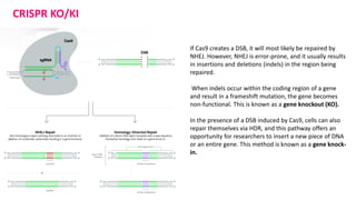 CRISPR KO/KI
If Cas9 creates a DSB, it will most likely be repaired by
NHEJ. However, NHEJ is error-prone, and it usually results
in insertions and deletions (indels) in the region being
repaired.
When indels occur within the coding region of a gene
and result in a frameshift mutation, the gene becomes
non-functional. This is known as a gene knockout (KO).
In the presence of a DSB induced by Cas9, cells can also
repair themselves via HDR, and this pathway offers an
opportunity for researchers to insert a new piece of DNA
or an entire gene. This method is known as a gene knock-
in.
 