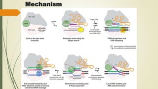 Genome editing tool Crispr Cas 9 in modifying Plant Genome | PPTX