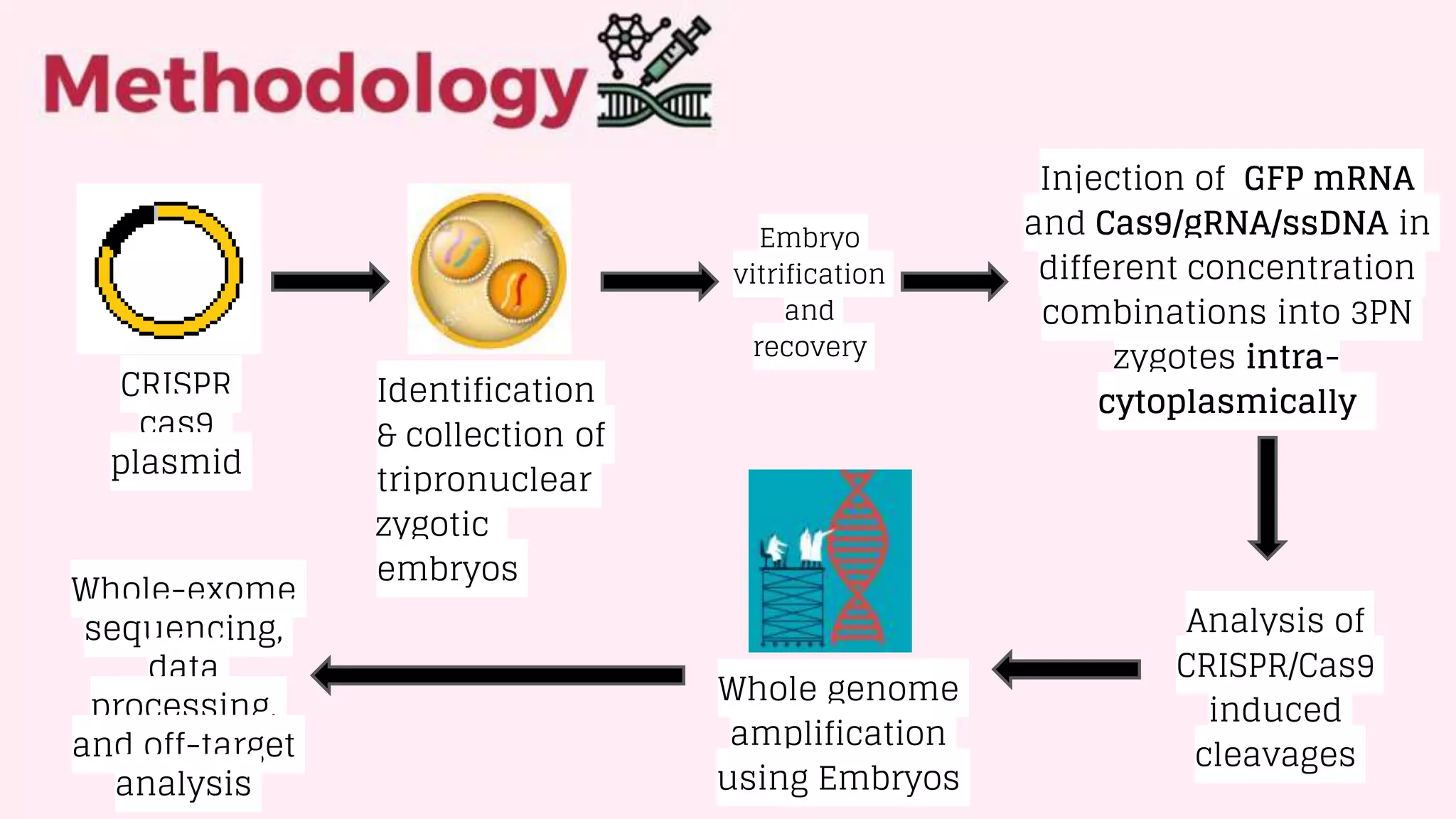 CRISPR/Cas9-mediated gene editing in human tripronuclear zygotes | PPT