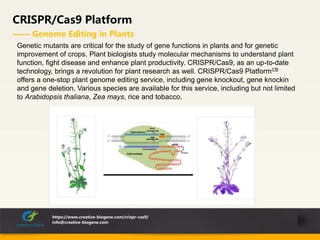 CRISPR/Cas9 Platform
—— Genome Editing in Plants
https://www.creative-biogene.com/crispr-cas9/
info@creative-biogene.com
Genetic mutants are critical for the study of gene functions in plants and for genetic
improvement of crops. Plant biologists study molecular mechanisms to understand plant
function, fight disease and enhance plant productivity. CRISPR/Cas9, as an up-to-date
technology, brings a revolution for plant research as well. CRISPR/Cas9 PlatformCB
offers a one-stop plant genome editing service, including gene knockout, gene knockin
and gene deletion. Various species are available for this service, including but not limited
to Arabidopsis thaliana, Zea mays, rice and tobacco.
 
