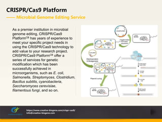 CRISPR/Cas9 Platform
—— Microbial Genome Editing Service
https://www.creative-biogene.com/crispr-cas9/
info@creative-biogene.com
As a premier institution in microbial
genome editing, CRISPR/Cas9
PlatformCB has years of experience to
meet your specific project needs in
using the CRISPR/Cas9 technology to
add value to your research project.
CRISPR/Cas9 PlatformCB offer a
series of services for genetic
modification which has been
successfully achieved in
microorganisms, such as E. coli,
Salmonella, Streptomyces, Clostridium,
Bacillus subtilis, cyanobacteria,
Saccharomyces cerevisiae,
filamentous fungi, and so on.
 