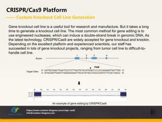 CRISPR/Cas9 Platform
—— Custom Knockout Cell Line Generation
https://www.creative-biogene.com/crispr-cas9/
info@creative-biogene.com
Gene knockout cell line is a useful tool for research and manufacture. But it takes a long
time to generate a knockout cell line. The most common method for gene editing is to
use engineered nucleases, which can induce a double-strand break in genomic DNA. As
the latest technology, CRISPR/Cas9 are widely accepted for gene knockout and knockin.
Depending on the excellent platform and experienced scientists, our staff has
succeeded in lots of gene knockout projects, ranging from tumor cell line to difficult-to-
handle cell line.
An example of gene editing by CRISPR/Cas9
 