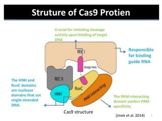 Crispr cas9 scalpels and their application | PPTX