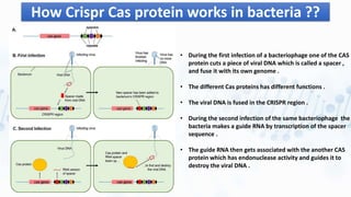 How Crispr Cas protein works in bacteria ??
• During the first infection of a bacteriophage one of the CAS
protein cuts a piece of viral DNA which is called a spacer ,
and fuse it with its own genome .
• The different Cas proteins has different functions .
• The viral DNA is fused in the CRISPR region .
• During the second infection of the same bacteriophage the
bacteria makes a guide RNA by transcription of the spacer
sequence .
• The guide RNA then gets associated with the another CAS
protein which has endonuclease activity and guides it to
destroy the viral DNA .
 