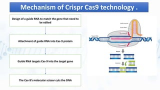 Mechanism of Crispr Cas9 technology .
Design of a guide RNA to match the gene that need to
be edited
Attachment of guide RNA into Cas-9 protein
Guide RNA targets Cas-9 into the target gene
The Cas-9’s molecular scissor cuts the DNA
 