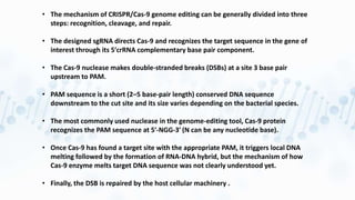 • The mechanism of CRISPR/Cas-9 genome editing can be generally divided into three
steps: recognition, cleavage, and repair.
• The designed sgRNA directs Cas-9 and recognizes the target sequence in the gene of
interest through its 5ʹcrRNA complementary base pair component.
• The Cas-9 nuclease makes double-stranded breaks (DSBs) at a site 3 base pair
upstream to PAM.
• PAM sequence is a short (2–5 base-pair length) conserved DNA sequence
downstream to the cut site and its size varies depending on the bacterial species.
• The most commonly used nuclease in the genome-editing tool, Cas-9 protein
recognizes the PAM sequence at 5ʹ-NGG-3ʹ (N can be any nucleotide base).
• Once Cas-9 has found a target site with the appropriate PAM, it triggers local DNA
melting followed by the formation of RNA-DNA hybrid, but the mechanism of how
Cas-9 enzyme melts target DNA sequence was not clearly understood yet.
• Finally, the DSB is repaired by the host cellular machinery .
 