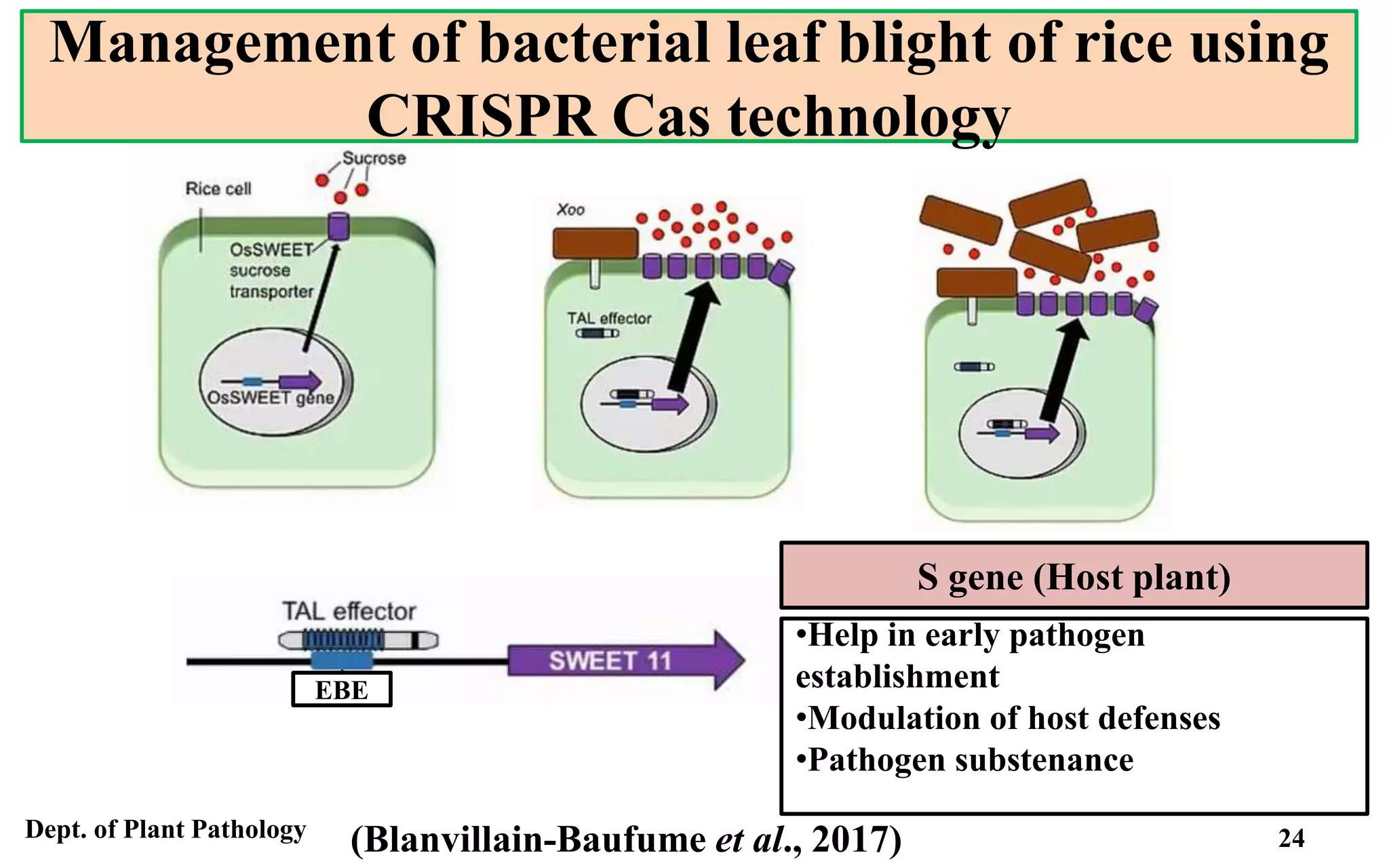 Crispr Rice CRISPR Cas technology in Plant Disease Management.pptx
