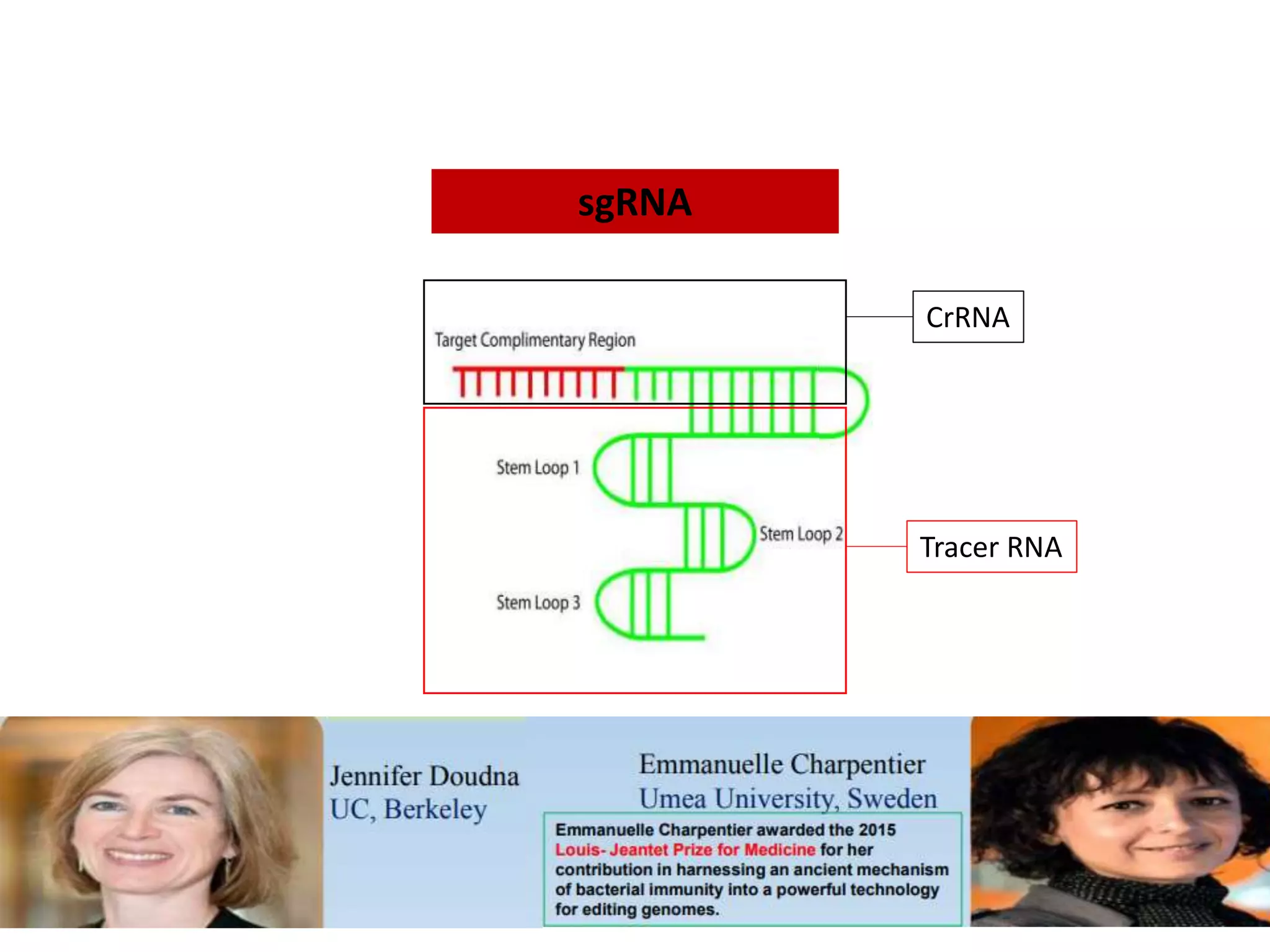 Cas System CRISPR Cas System concept | PPTX