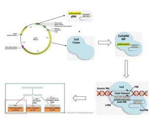 CRISPR Cas System concept | PPTX