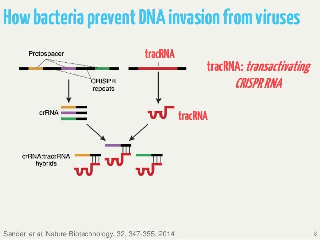 Crispr Review Nature Crispr Review Nature
