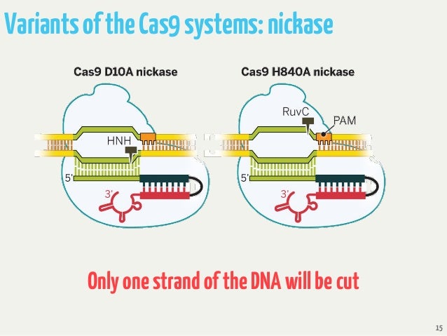 Image result for Cas9 nickase