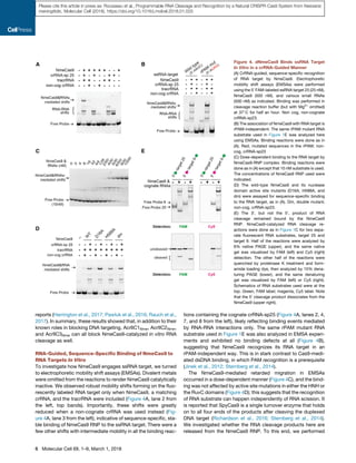 reports (Harrington et al., 2017; Pawluk et al., 2016; Rauch et al.,
2017). In summary, these results showed that, in addition to their
known roles in blocking DNA targeting, AcrIIC1Nme, AcrIIC2Nme,
and AcrIIC3Nme can all block NmeCas9-catalyzed in vitro RNA
cleavage as well.
RNA-Guided, Sequence-Speciﬁc Binding of NmeCas9 to
RNA Targets In Vitro
To investigate how NmeCas9 engages ssRNA target, we turned
to electrophoretic mobility shift assays (EMSAs). Divalent metals
were omitted from the reactions to render NmeCas9 catalytically
inactive. We observed robust mobility shifts forming on the ﬂuo-
rescently labeled RNA target only when NmeCas9, a matching
crRNA, and the tracrRNA were included (Figure 4A, lane 2 from
the left, top bands). Importantly, these shifts were greatly
reduced when a non-cognate crRNA was used instead (Fig-
ure 4A, lane 3 from the left), indicative of sequence-speciﬁc, sta-
ble binding of NmeCas9 RNP to the ssRNA target. There were a
few other shifts with intermediate mobility in all the binding reac-
tions containing the cognate crRNA-sp25 (Figure 4A, lanes 2, 4,
7, and 8 from the left), likely reﬂecting binding events mediated
by RNA-RNA interactions only. The same rPAM mutant RNA
substrate used in Figure 1E was also analyzed in EMSA experi-
ments and exhibited no binding defects at all (Figure 4B),
suggesting that NmeCas9 recognizes its RNA target in an
rPAM-independent way. This is in stark contrast to Cas9-medi-
ated dsDNA binding, in which PAM recognition is a prerequisite
(Jinek et al., 2012; Sternberg et al., 2014).
The NmeCas9-mediated retarded migration in EMSAs
occurred in a dose-dependent manner (Figure 4C), and the bind-
ing was not affected by active site mutations in either the HNH or
the RuvC domains (Figure 4D); this suggests that the recognition
of RNA substrate can happen independently of RNA scission. It
is reported that SpyCas9 is a single turnover enzyme that holds
on to all four ends of the products after cleaving the duplexed
DNA target (Richardson et al., 2016; Sternberg et al., 2014).
We investigated whether the RNA cleavage products here are
released from the NmeCas9 RNP. To this end, we performed
Figure 4. dNmeCas9 Binds ssRNA Target
In Vitro in a crRNA-Guided Manner
(A) CrRNA-guided, sequence-speciﬁc recognition
of RNA target by NmeCas9. Electrophoretic
mobility shift assays (EMSAs) were performed
using the 50
FAM-labeled ssRNA target 25 (25 nM),
NmeCas9 (500 nM), and various small RNAs
(500 nM) as indicated. Binding was performed in
cleavage reaction buffer (but with Mg2+
omitted)
at 37
C for half an hour. Non cog, non-cognate
crRNA-sp23.
(B) The association of NmeCas9 with RNA target is
rPAM-independent. The same rPAM mutant RNA
substrate used in Figure 1E was analyzed here
using EMSAs. Binding reactions were done as in
(A). Red, mutated sequences in the rPAM; non-
cog, crRNA-sp23
(C) Dose-dependent binding to the RNA target by
NmeCas9-RNP complex. Binding reactions were
done as in (A) except that 10 nM substrate is used.
The concentrations of NmeCas9 RNP used were
indicated.
(D) The wild-type NmeCas9 and its nuclease
domain active site mutants (D16A, H588A, and
dm) were assayed for sequence-speciﬁc binding
to the RNA target, as in (A). Dm, double mutant;
non-cog, crRNA-sp23.
(E) The 30
, but not the 50
, product of RNA
cleavage remained bound by the NmeCas9
RNP. NmeCas9-catalyzed RNA cleavage re-
actions were done as in Figure 1C for two sepa-
rate ﬂuorescent RNA substrates, target 25 and
target 9. Half of the reactions were analyzed by
6% native PAGE (upper), and the same native
gel was visualized by FAM (left) and Cy5 (right)
detection. The other half of the reactions were
quenched by proteinase K treatment and form-
amide loading dye, then analyzed by 15% dena-
turing PAGE (lower), and the same denaturing
gel was visualized by FAM (left) or Cy5 (right).
Schematics of RNA substrates used were at the
top. Green, FAM label; magenta, Cy5 label. Note
that the 50
cleavage product dissociates from the
NmeCas9 (upper right).
6 Molecular Cell 69, 1–9, March 1, 2018
Please cite this article in press as: Rousseau et al., Programmable RNA Cleavage and Recognition by a Natural CRISPR-Cas9 System from Neisseria
meningitidis, Molecular Cell (2018), https://doi.org/10.1016/j.molcel.2018.01.025
 