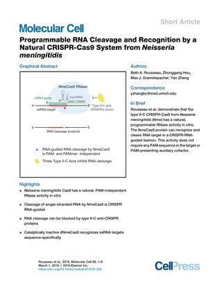 Short Article
Programmable RNA Cleavage and Recognition by a
Natural CRISPR-Cas9 System from Neisseria
meningitidis
Graphical Abstract
Highlights
d Neisseria meningitidis Cas9 has a natural, PAM-independent
RNase activity in vitro
d Cleavage of single-stranded RNA by NmeCas9 is CRISPR
RNA-guided
d RNA cleavage can be blocked by type II-C anti-CRISPR
proteins
d Catalytically inactive dNmeCas9 recognizes ssRNA targets
sequence-speciﬁcally
Authors
Beth A. Rousseau, Zhonggang Hou,
Max J. Gramelspacher, Yan Zhang
Correspondence
yzhangbc@med.umich.edu
In Brief
Rousseau et al. demonstrate that the
type II-C CRISPR-Cas9 from Neisseria
meningitidis (Nme) has a natural,
programmable RNase activity in vitro.
The NmeCas9 protein can recognize and
cleave RNA target in a CRISPR-RNA-
guided fashion. This activity does not
require any PAM sequence in the target or
PAM-presenting auxiliary cofactor.
Rousseau et al., 2018, Molecular Cell 69, 1–9
March 1, 2018 ª 2018 Elsevier Inc.
https://doi.org/10.1016/j.molcel.2018.01.025
 