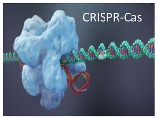 CRISPR-Cas
 