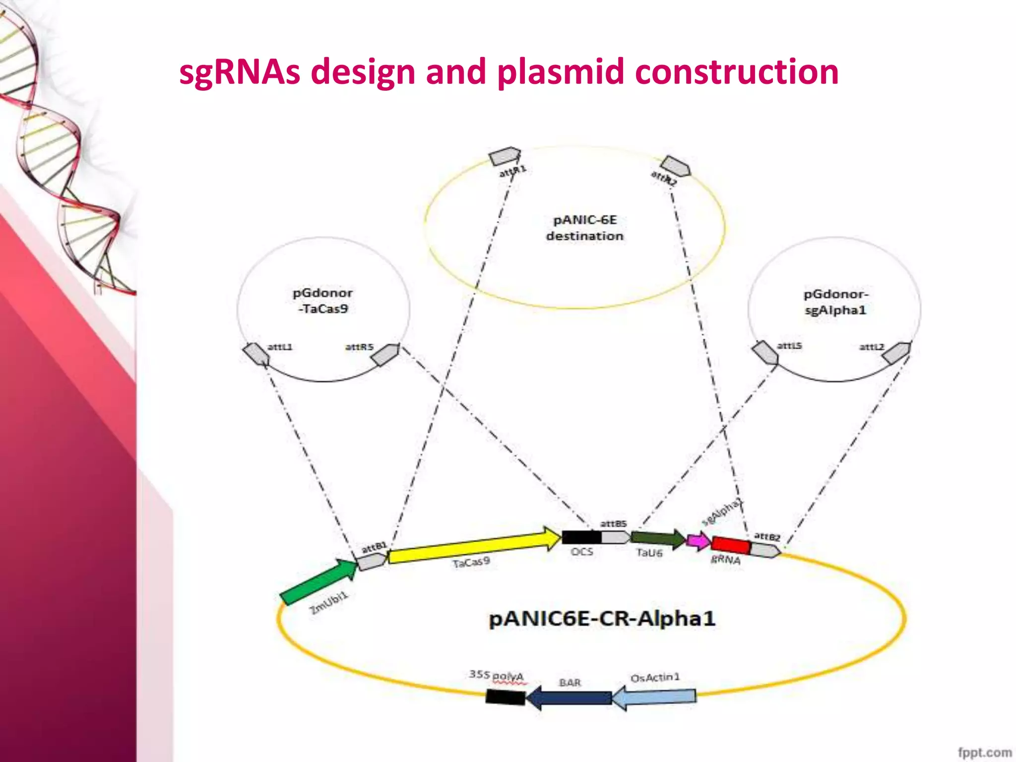 CRISPR in crop Improvement, CRISPR/Cas Genome editing tool | PPTX