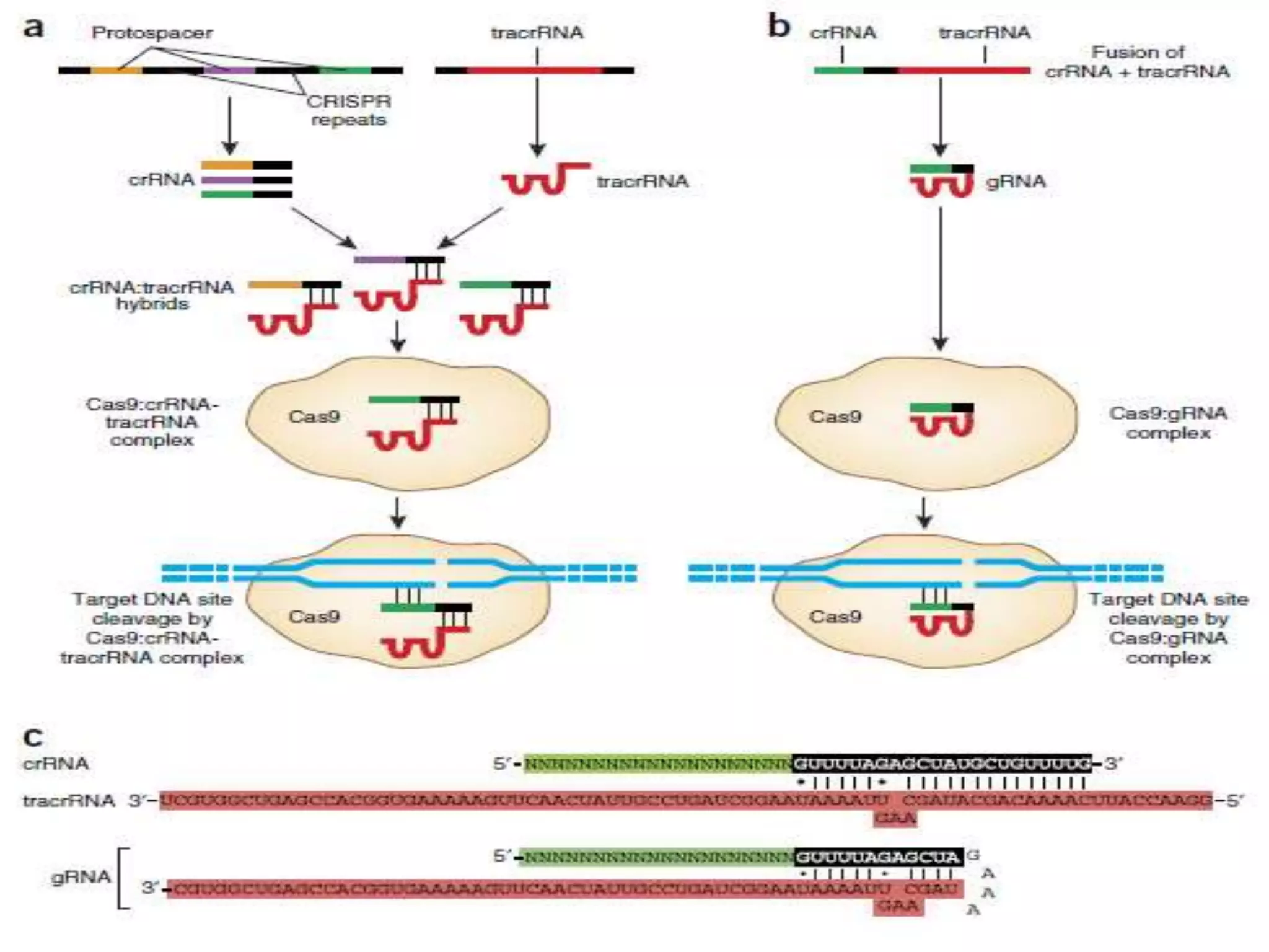 CRISPR in crop Improvement, CRISPR/Cas Genome editing tool | PPTX
