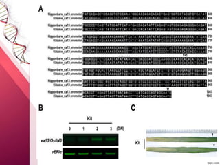 CRISPR in crop Improvement, CRISPR/Cas Genome editing tool | PPTX