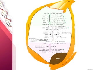 CRISPR in crop Improvement, CRISPR/Cas Genome editing tool | PPTX